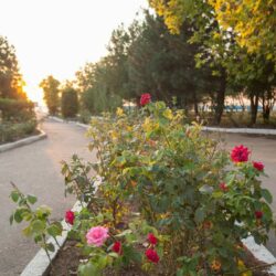 ЛОД Бригантина