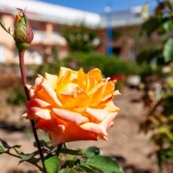 IMG_4401 copy