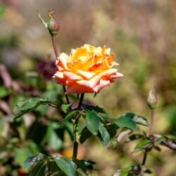 IMG_4412 copy