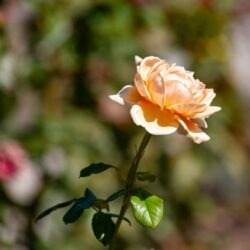 IMG_4413 copy